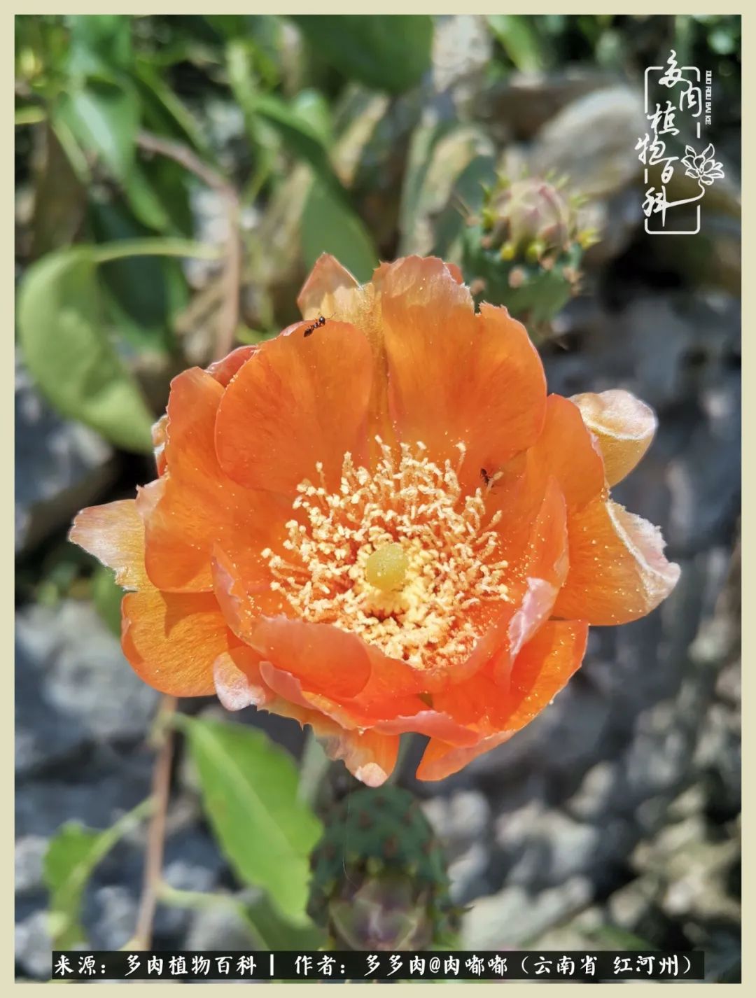 这个春天我们一起去赏花,这个季节我们一起去看花