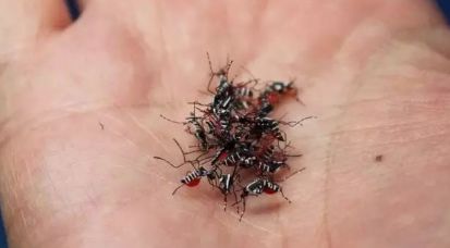 家里窗户都关着蚊子怎么进来的,家里关着纱窗为什么还有蚊子