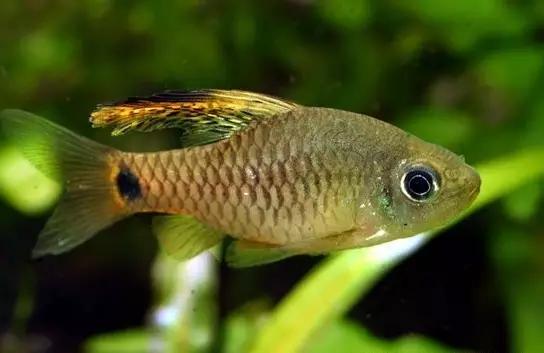 灯鱼草缸造景教程,草缸造景养什么鱼