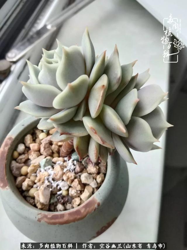 多肉最美的时光,多肉惊艳我的时光