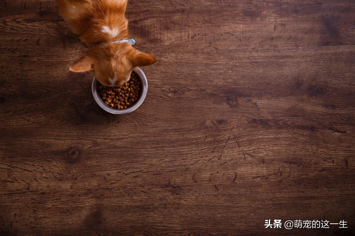 狗狗不可以吃的水果有哪些,什么水果不可以给狗狗吃