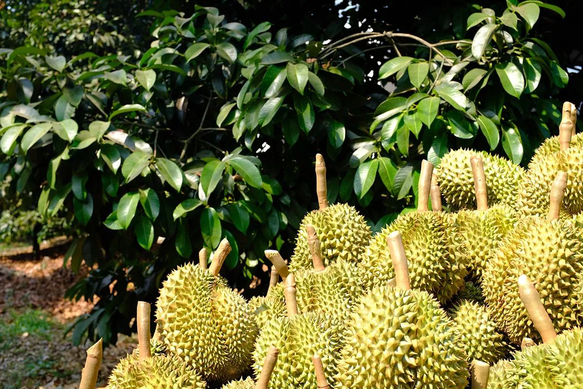泰国榴莲最好的是哪个品种,佳沃的榴莲好还是金枕头的榴莲好