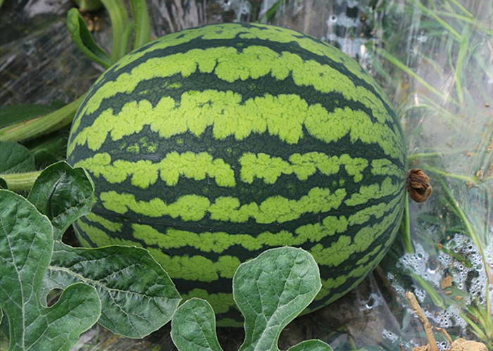 当你“穿越”到秦朝，肯定胖不起来，因为只能吃“它”，涨知识了