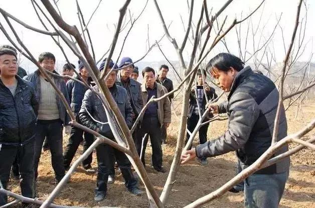 核桃越放浆越能结吗,核桃放浆的最佳时间