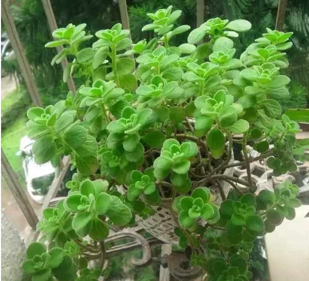 好养又散发氧气的盆栽,室内四季开花好养带香的盆栽