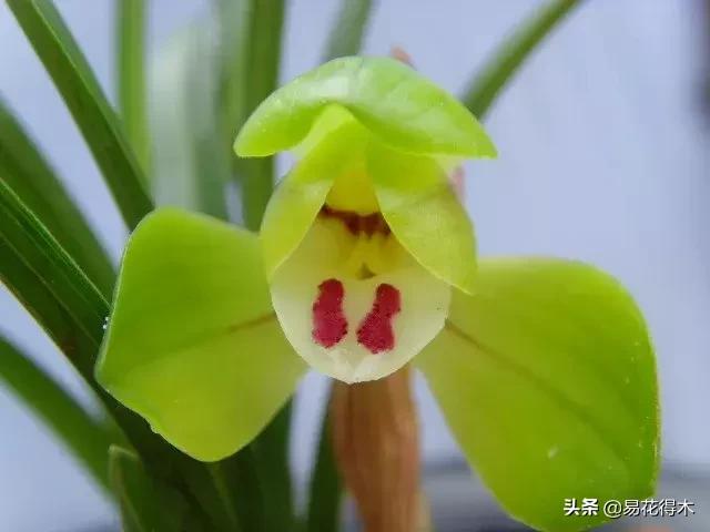 春兰大富贵春剑大富贵区别,春兰大富贵vs春剑大富贵