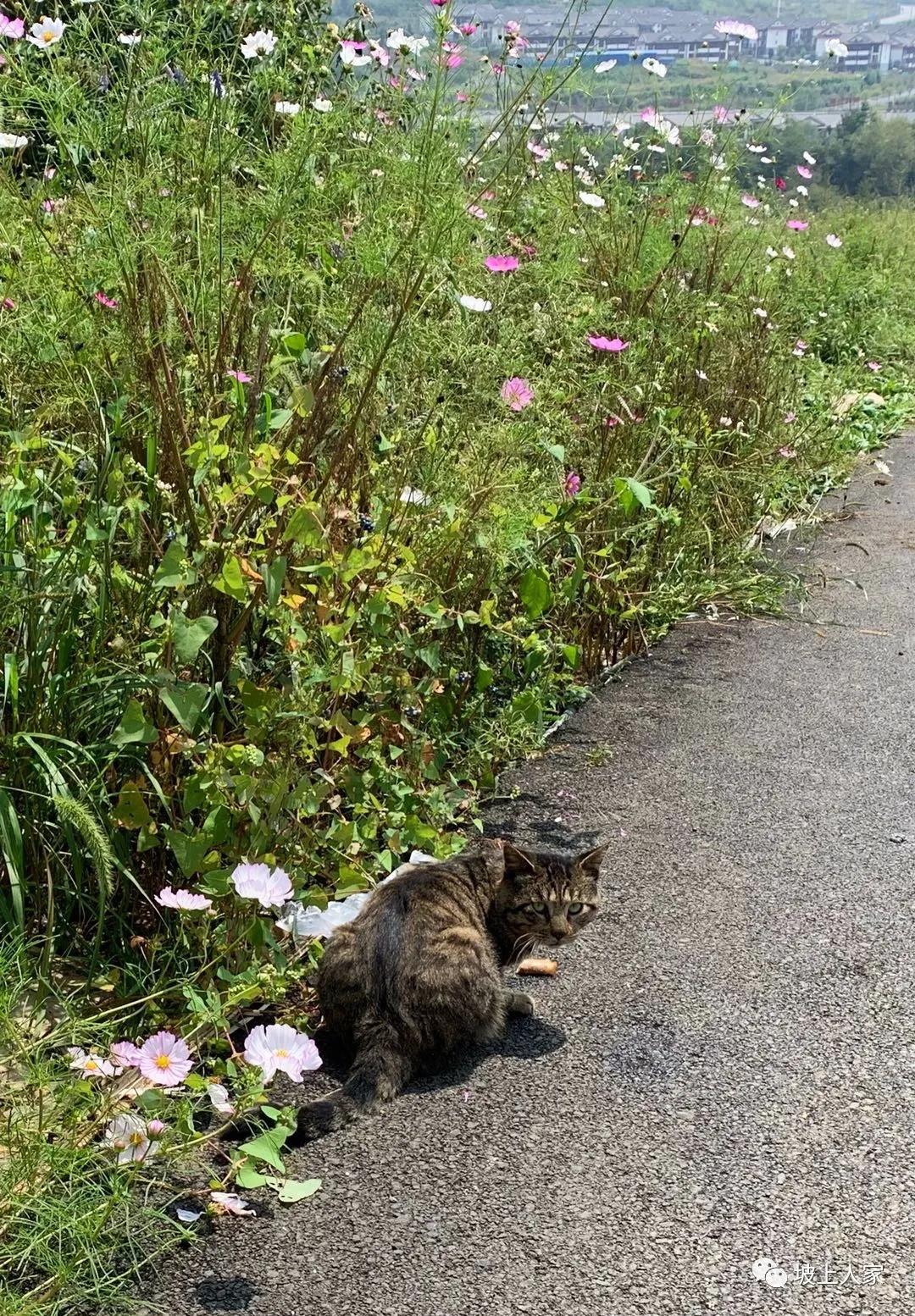 一只宠物猫在外面可以活多久,单独养一只猫它会孤独吗