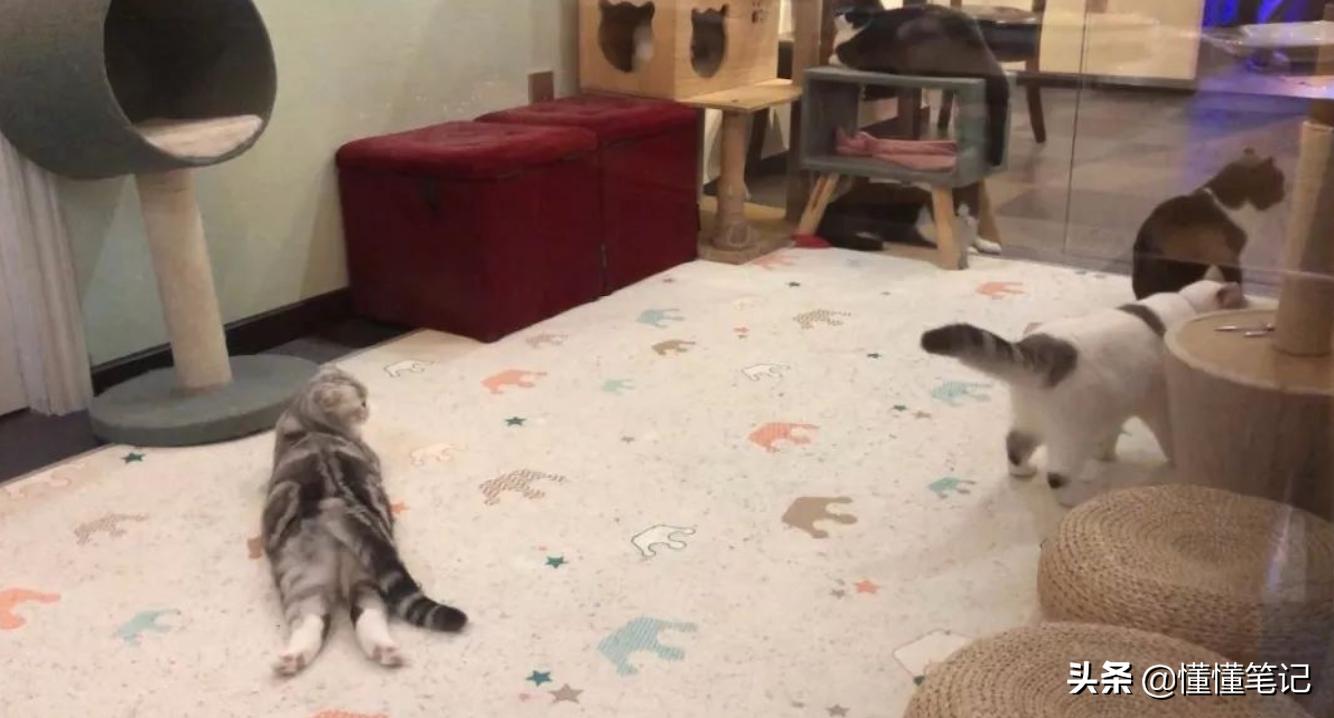 猫舍租猫,猫舍租猫多少钱一天