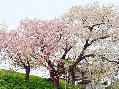 等你盛开，北海道之樱（文末也有福利在等你）