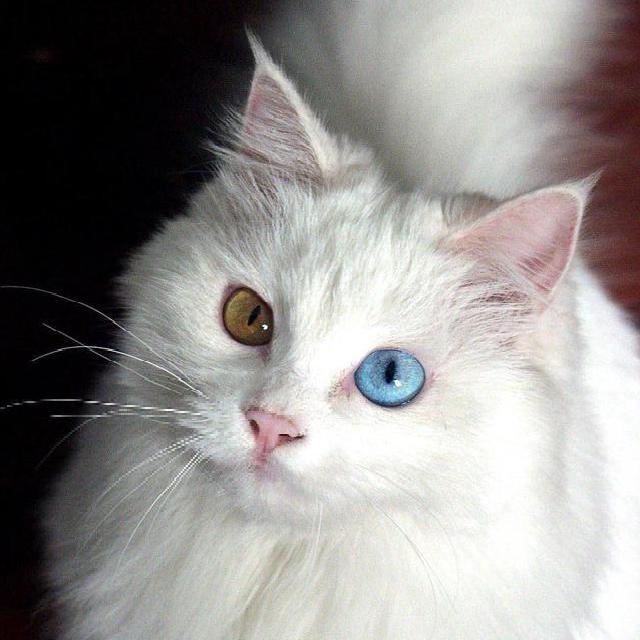 中华田园狮子猫多少钱一只,中华田园猫狮子猫蓝色眼睛