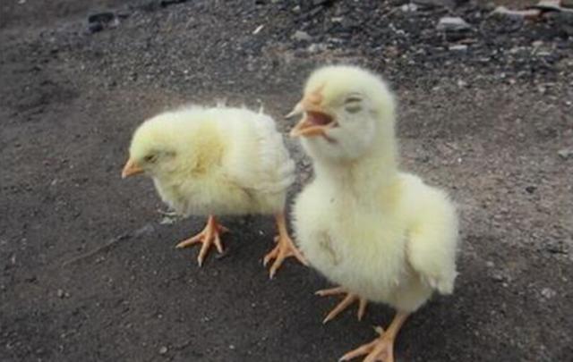 肉鸡呼吸道频繁问题到底出在哪里,肉鸡30天起呼吸道怎么治疗