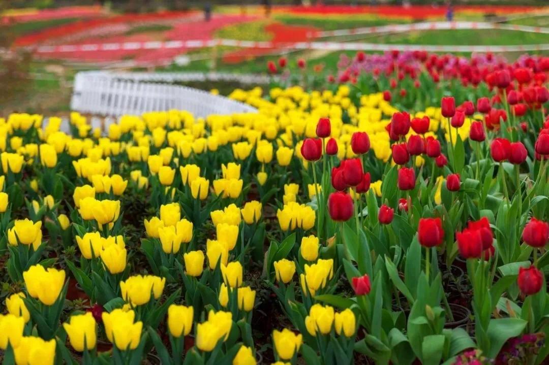 5月18日成都免费游博物馆怎么预约,成都周边游玩哪些地方需要预约的