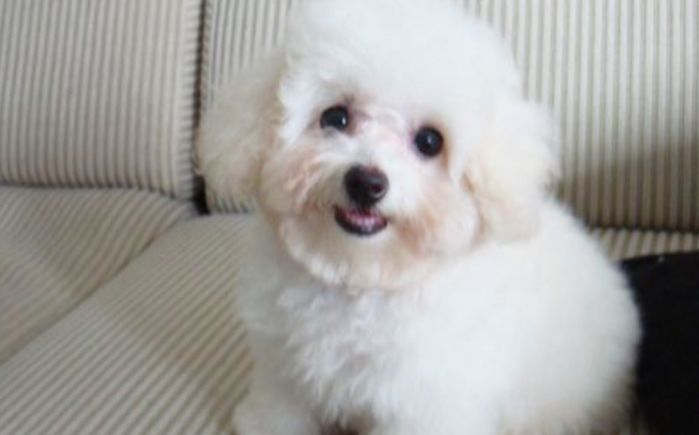 宠物泪痕消管用吗,爱宠的泪痕是怎么回事