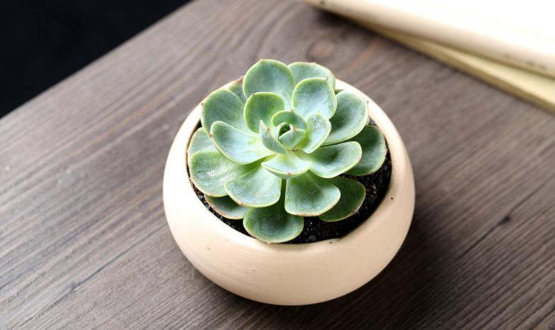 多肉玉蝶摊大饼还能变回来吗,玉蝶摊大饼还有救吗