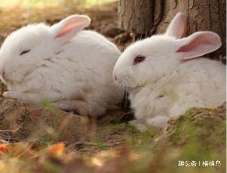 兔子喝水断肠而亡,为什么说兔子一喝水就会断肠