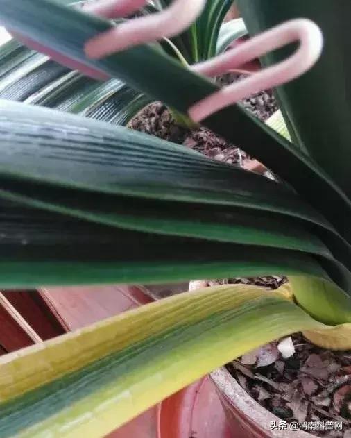 妞嶇墿鍡栧棖闀跨垎鐩嗕笉榛勫彾,鍏绘鐗╀竴涓槦鏈熶笉姝荤殑绉樻柟