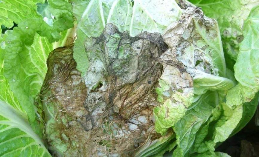 白菜心软腐病怎么办,白菜心腐烂怎么处理