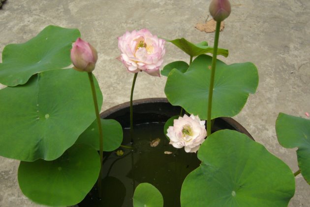 碗莲种子怎么种教程,碗莲种子怎样种植全过程