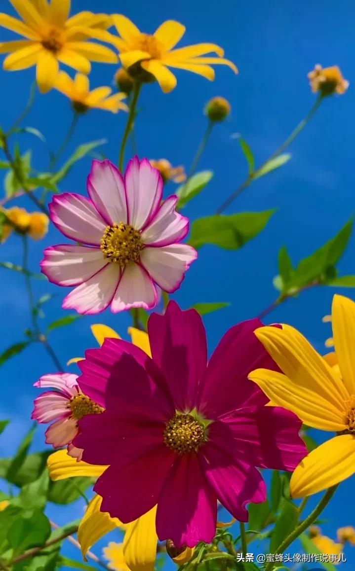 一花一世界唯美壁纸,独一无二的好看壁纸