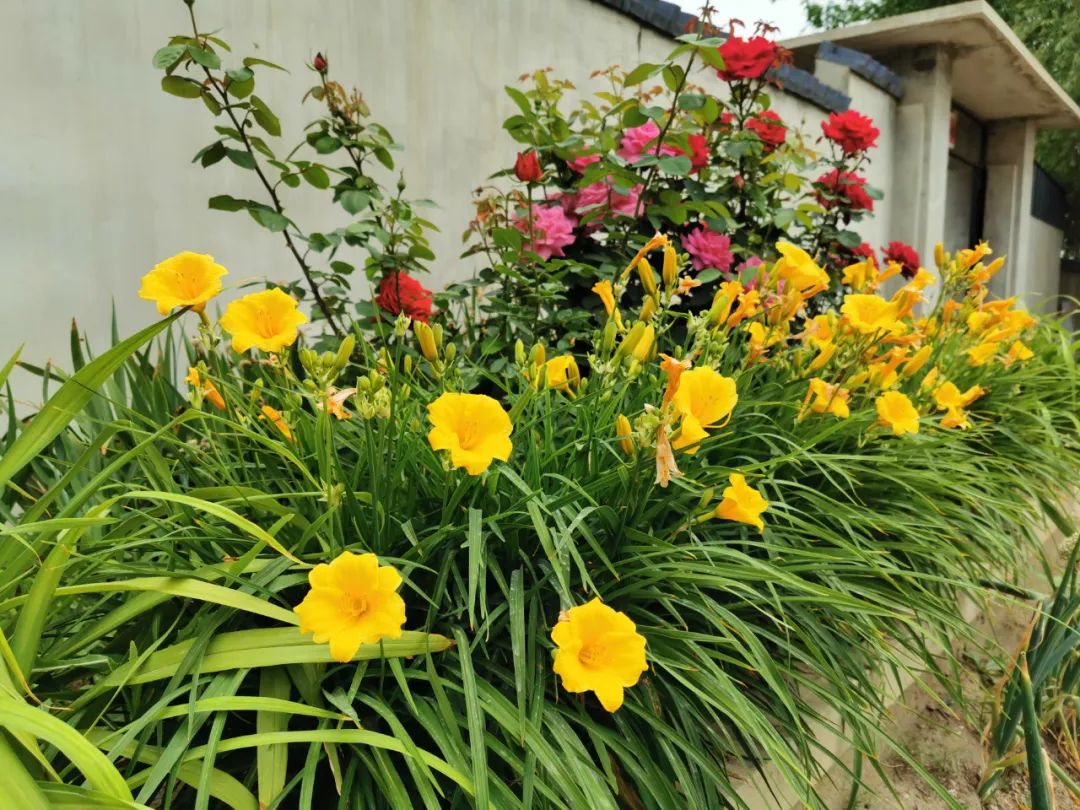 鲅鱼圈美景,鲅鱼圈小望海最美乡村