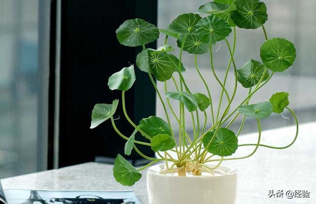 铜钱草培养方法,自制铜钱草水培瓶