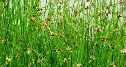 田间杂草认不清来看高清大图,常见田间杂草图片