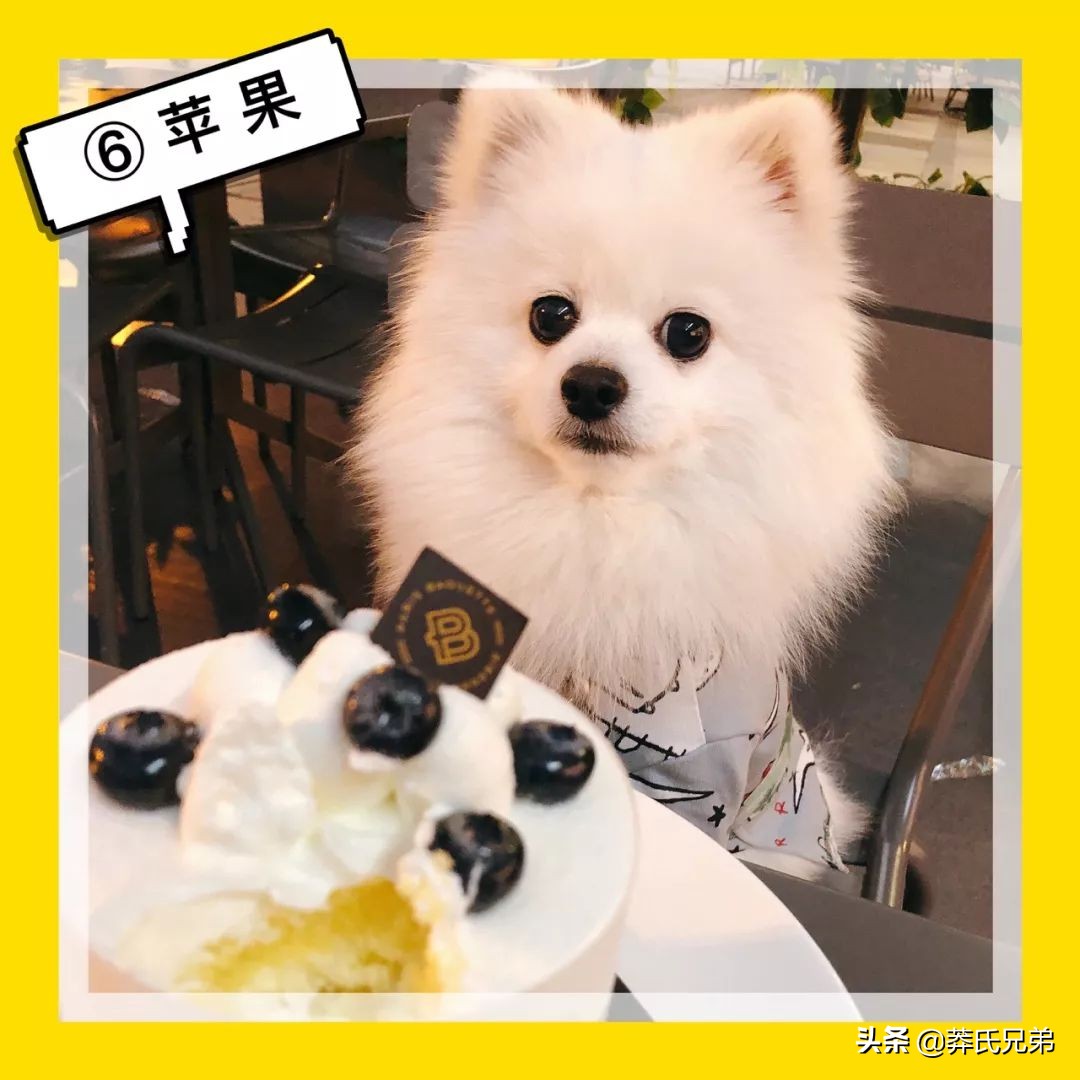 宠物秀场最新动态,亚宠展宠物时装秀人气火爆现场