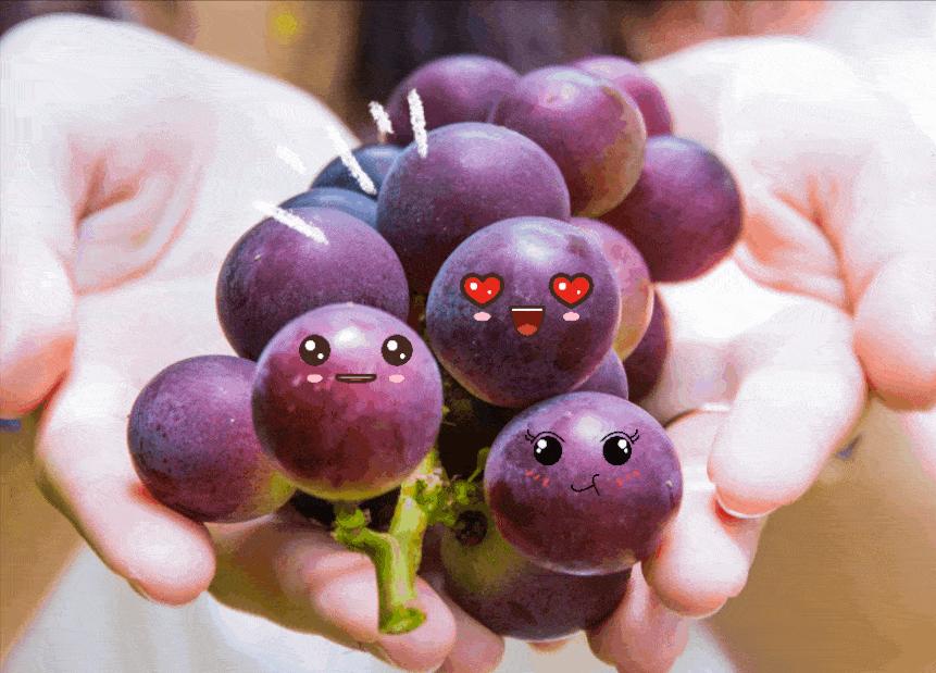 泰迪绝对不能吃的东西是什么,泰迪能吃和不能吃的东西有什么