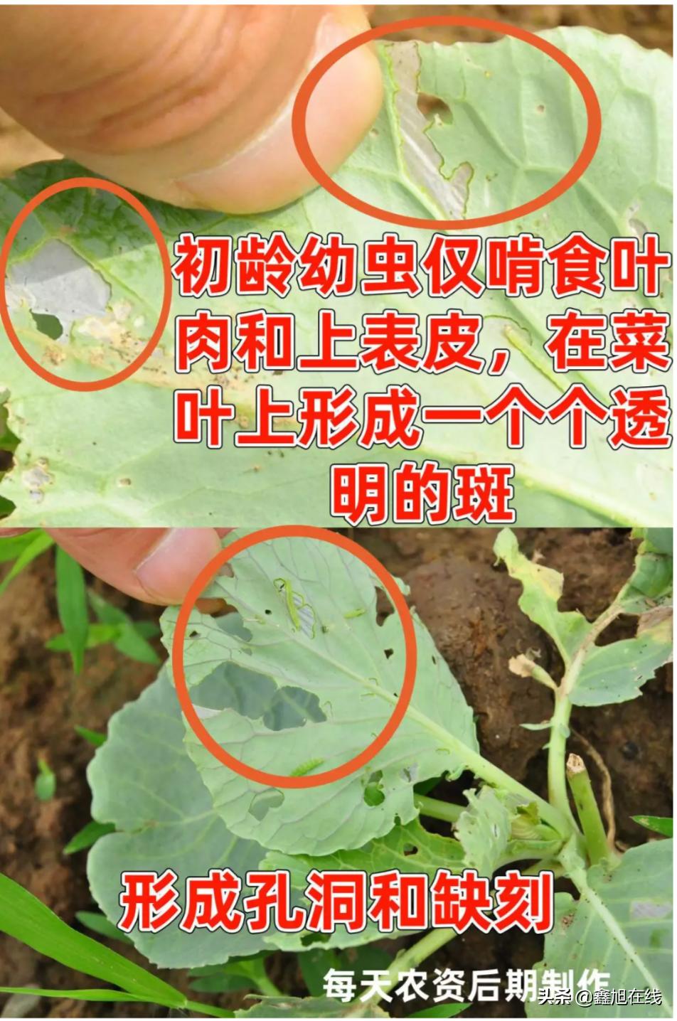 9大肉虫防治，赶紧认清