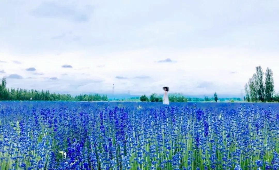 伊犁最美薰衣草在哪里啊,伊犁薰衣草花海全面绽放