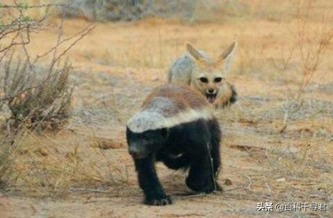 蜜獾不怕毒蛇吗,蜜獾无所畏惧