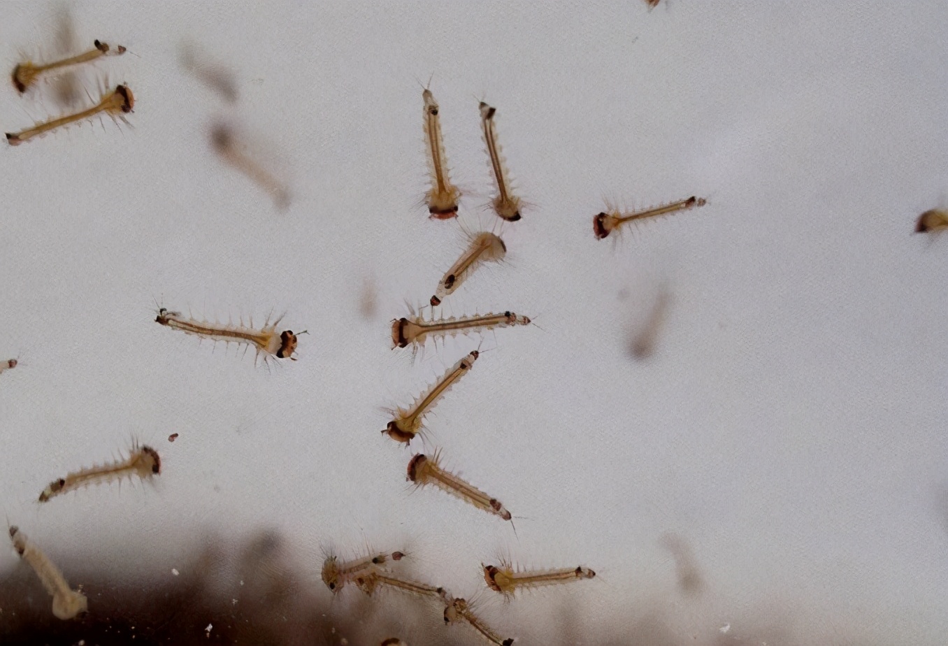 欧洲鲫鱼泛滥成灾,麦穗鱼在欧美泛滥成灾的原因