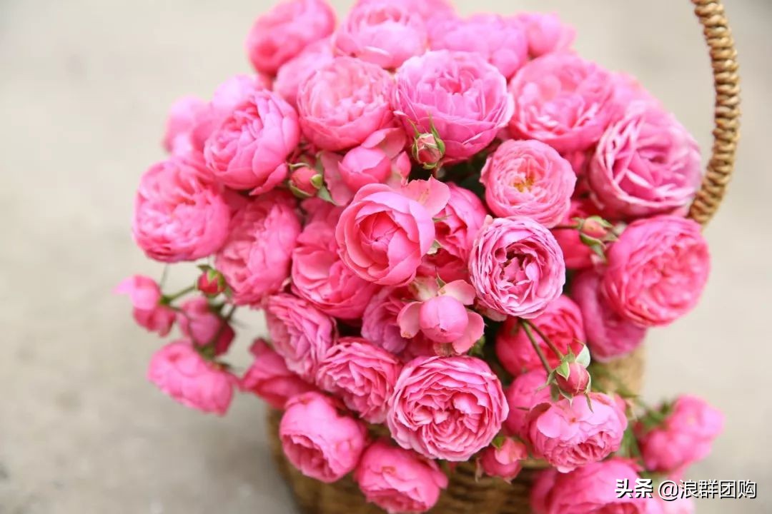 月季哪些品种大花又香,月季哪些品种花期长耐阴耐寒耐旱