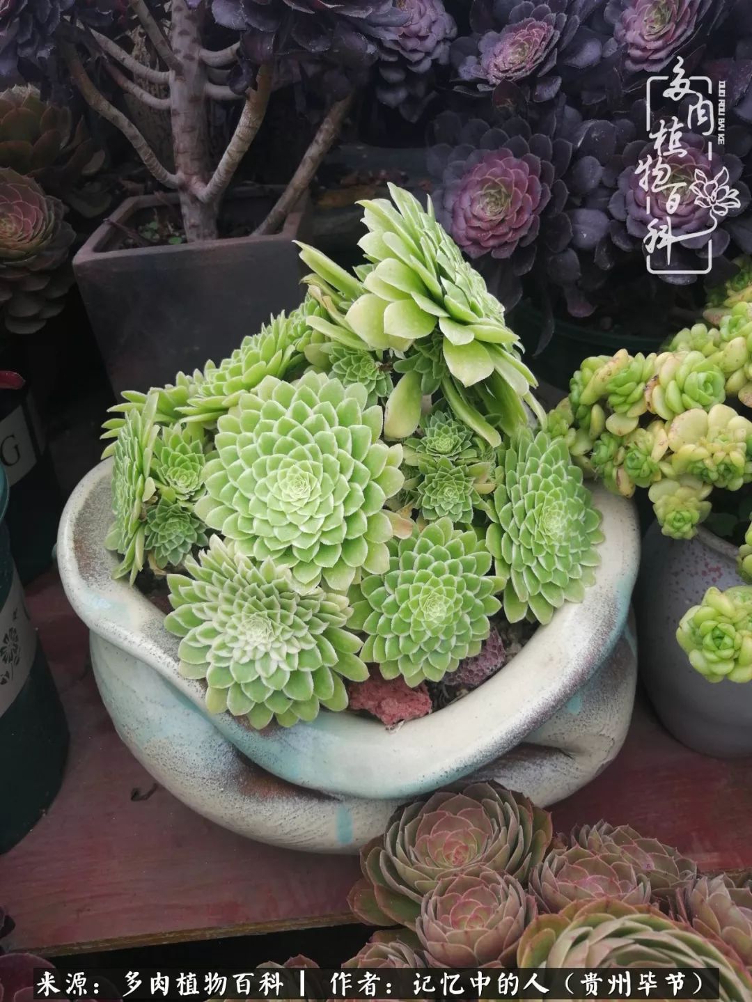 我心中的玫瑰原唱,我心中的玫瑰全部歌曲