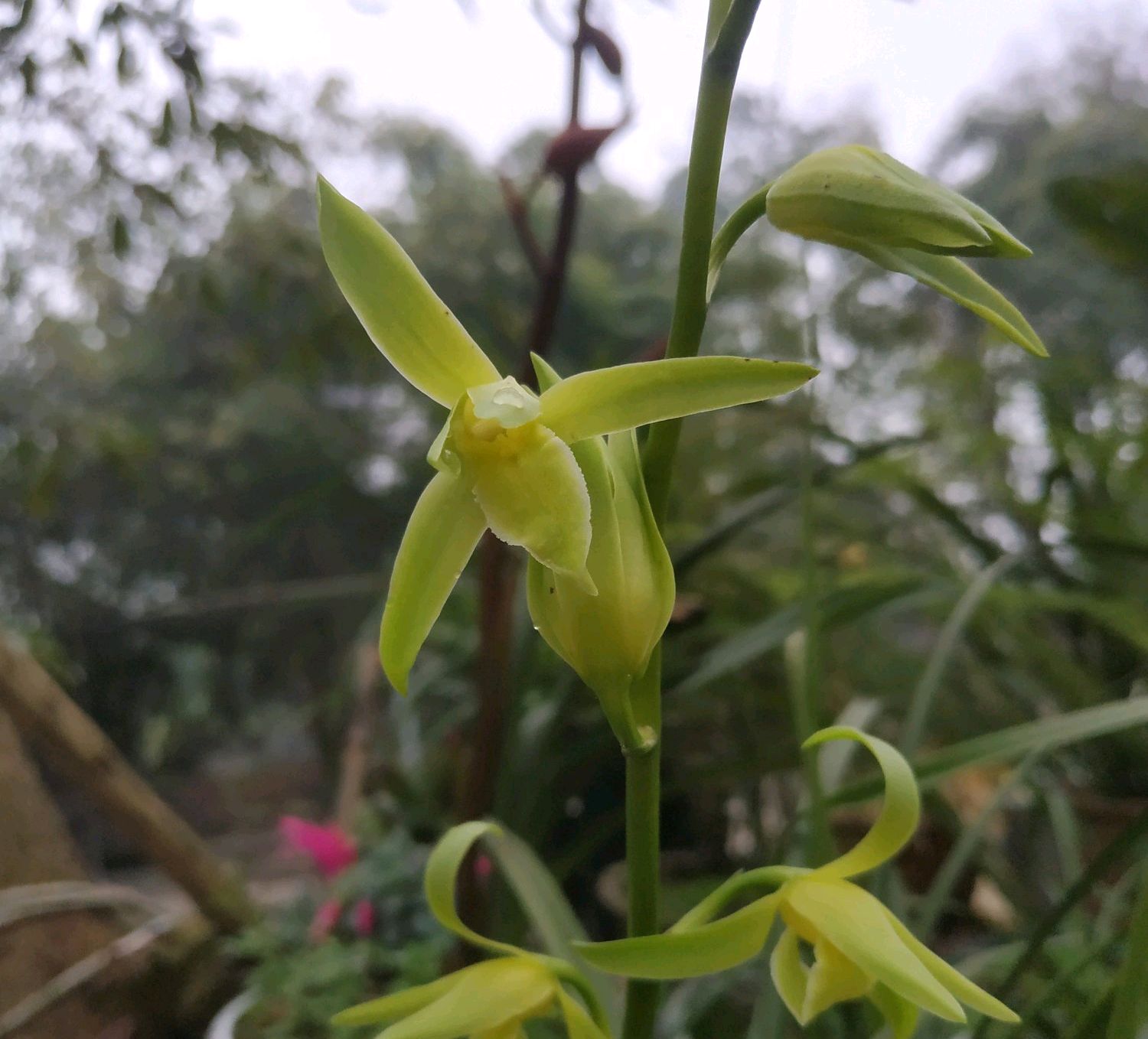 兰花翻盆最佳时间和方法,兰花翻盆的最佳季节和方法