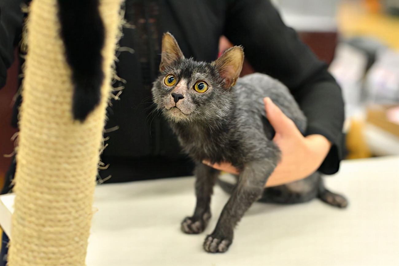 养猫会暴露你的经济实力,不管多有钱这几种猫不建议养