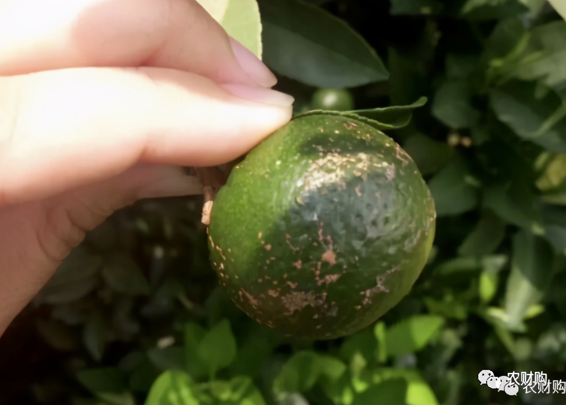 疮痂病，现已发现发病！常规、高阶、以及顶级版用药推荐