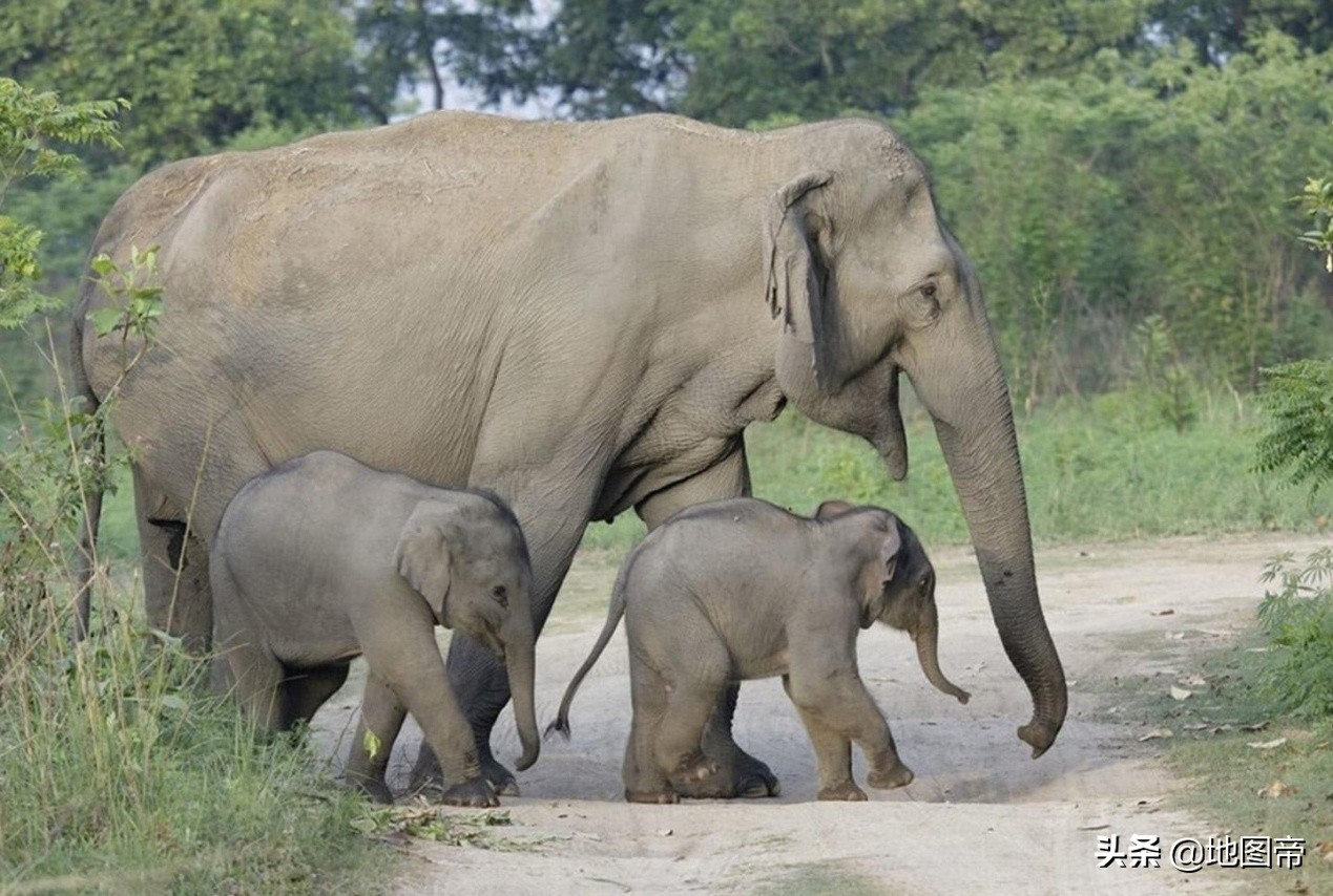 西双版纳大象北上,为什么西双版纳到昆明那么久