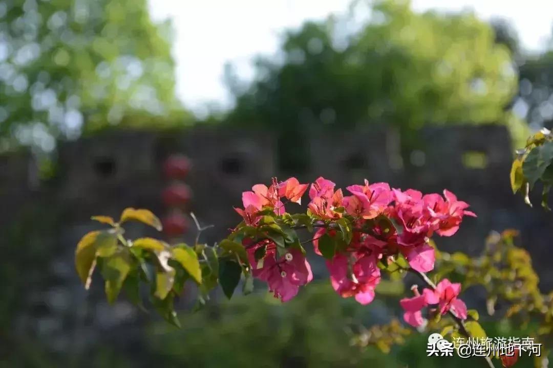 广东又因吃上热搜，竟然是因为这种“臭脚丫子”味的食物！