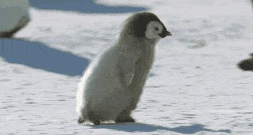 企鹅用手踢同伴下水,踹队友的企鹅