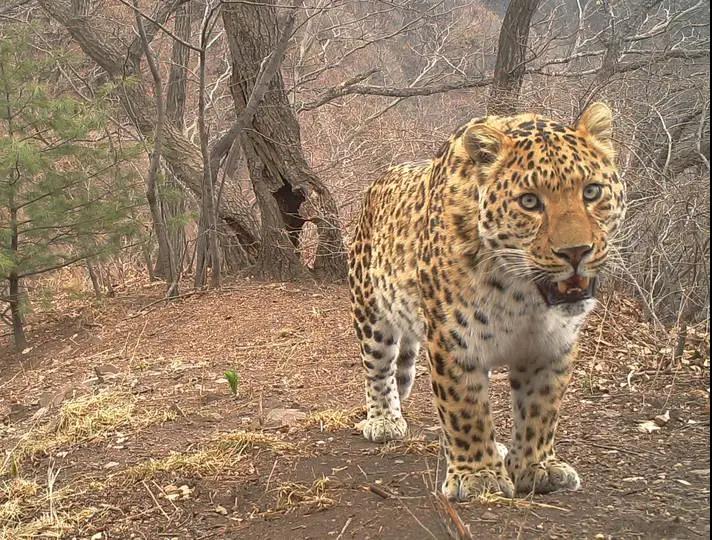 全国林草生物多样性保护成就展,林业生物多样性保护