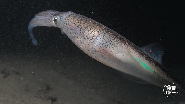 它叫宅鱿，但它和宅男宅女真的不熟！