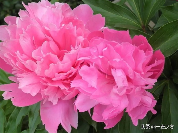 五月花神芍药来源,芍药花被称为花仙或五月花神