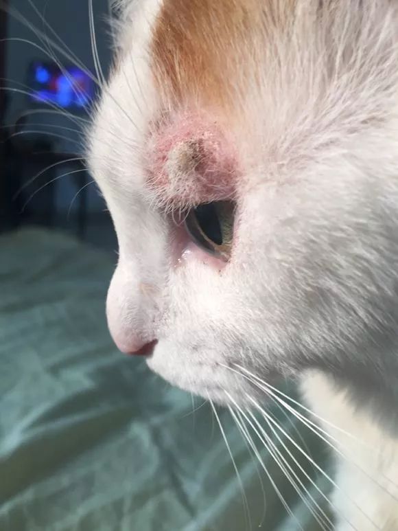 猫咪得了猫癣怎么治最有效,猫咪得了猫癣怎么治疗好得快一些