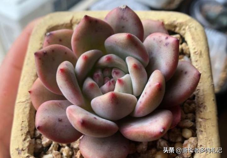 多肉越养越小还掉叶子怎么办,多肉越养越小是怎么回事