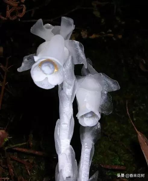 神奇的植物图片及介绍大全,十大最好的神奇植物