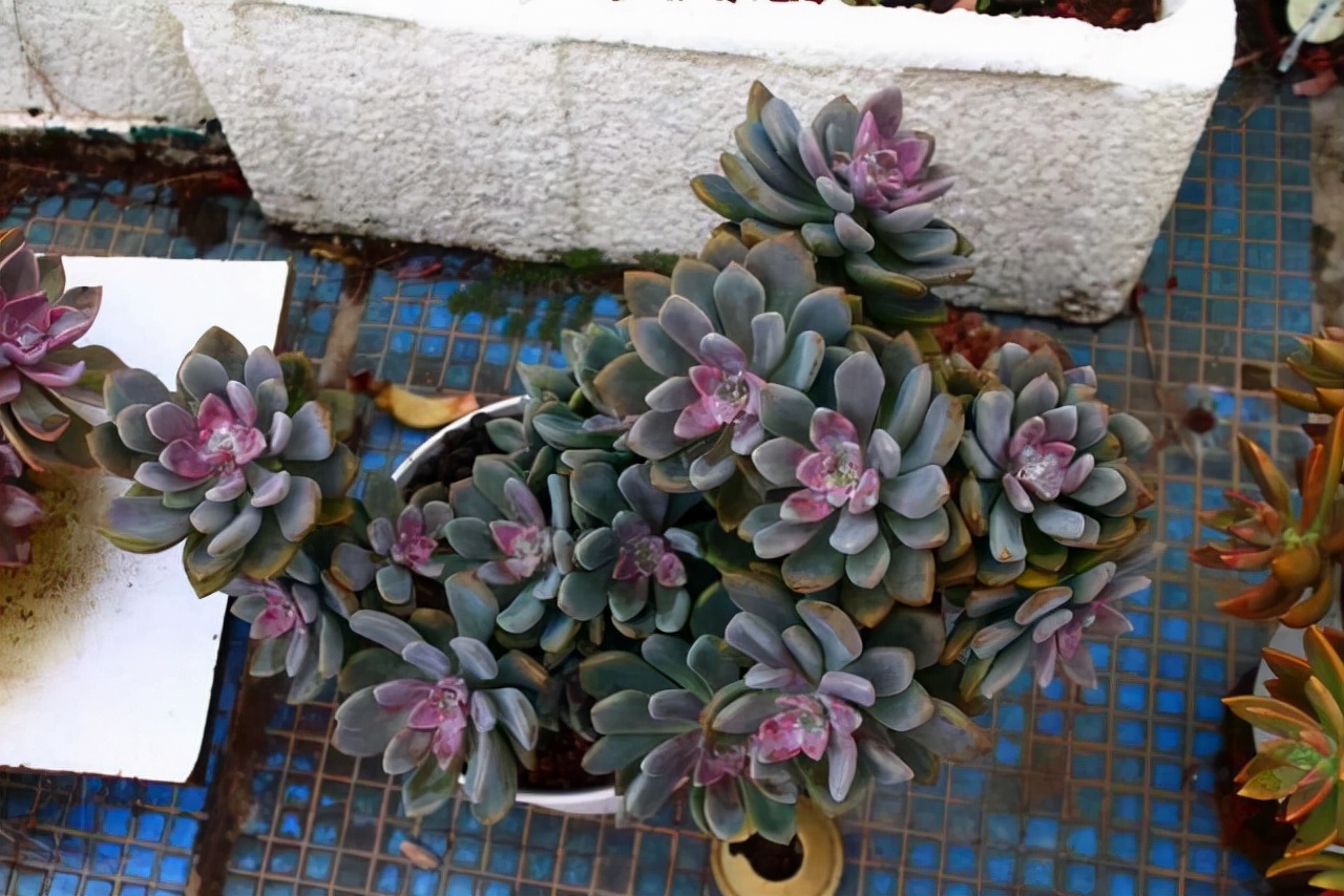 好养而且容易爆盆的多肉 (在家养这几种多肉分分钟养爆盆)