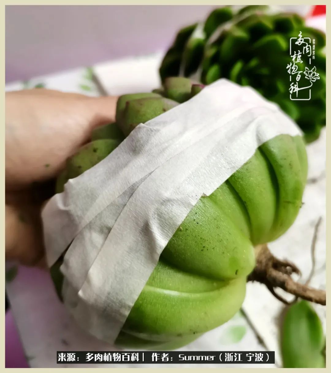 多肉小白新手入门,多肉新手上路请多指教