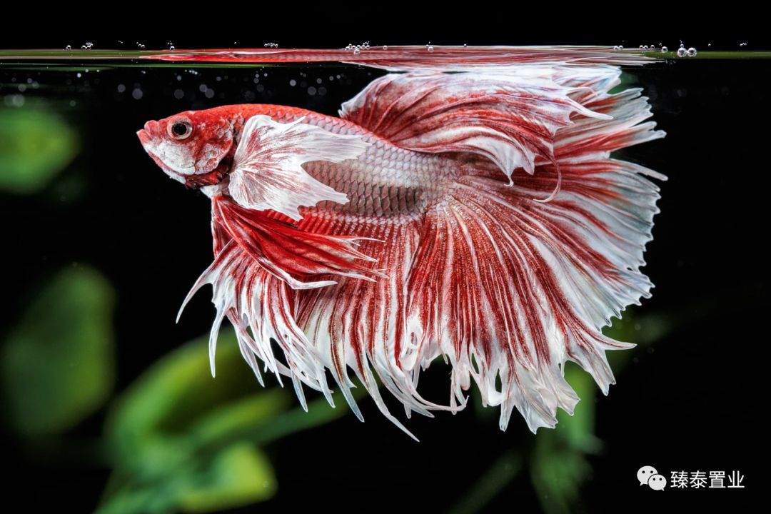 暹罗斗鱼——色与美的战舞