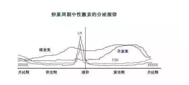 关于性激素六项,这样解读就简单多了!